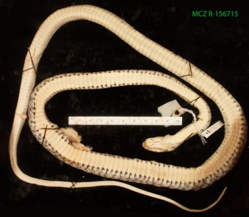 Media type: image;   Herpetology R-156715 Description: Specimen photo;  Aspect: whole body ventral